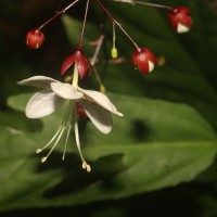 Clerodendrum smitinandii Moldenke